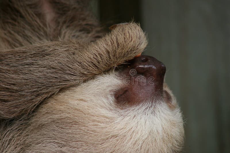Close-up of three-toed sloth