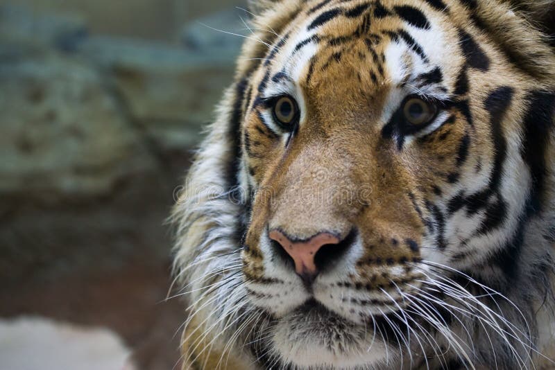Close-up Tiger stock photography Close-up Tiger stock photography