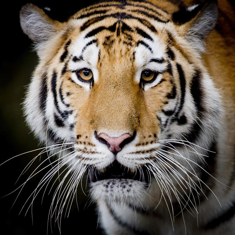 Close Up Tiger stock photo. Image of expression, aggression 51951740