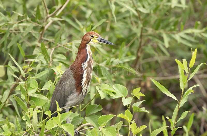 Close up of a Tiger heron, Pantanal, Brazil