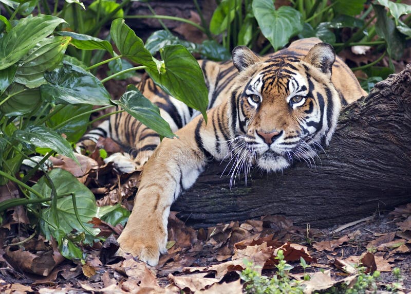 Close up of a tiger relaxing