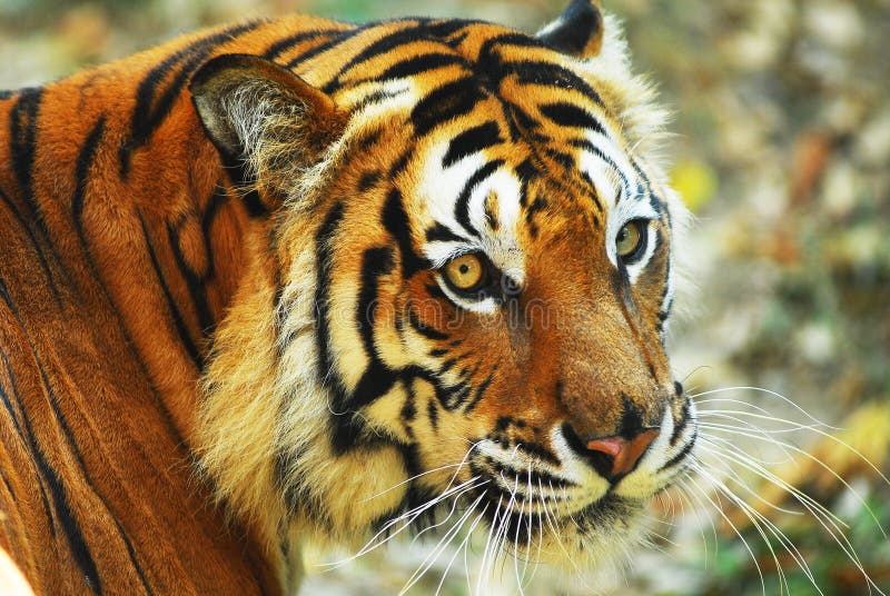 Close up of a tiger's face,Wildlife