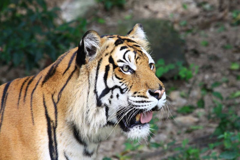 Close up of a tiger's face with bare teeth of Bengal Tiger