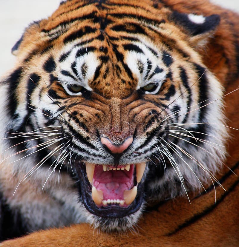 Close up of a tiger s face with bare teeth