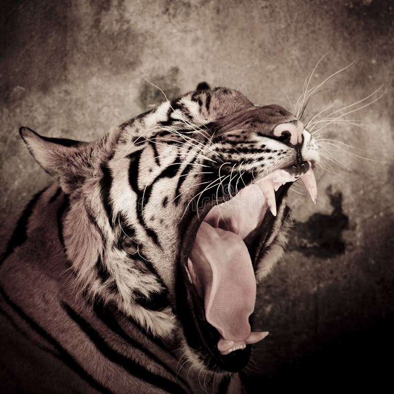 Close up of a tiger's face with bare teeth of Bengal Tiger sepia color background