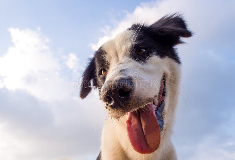 close up to dog face and sky background