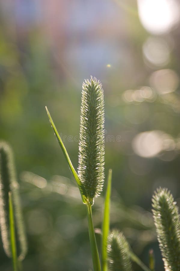 Close up to grass