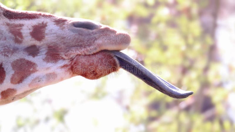 A close up to a Masai giraffe tongue