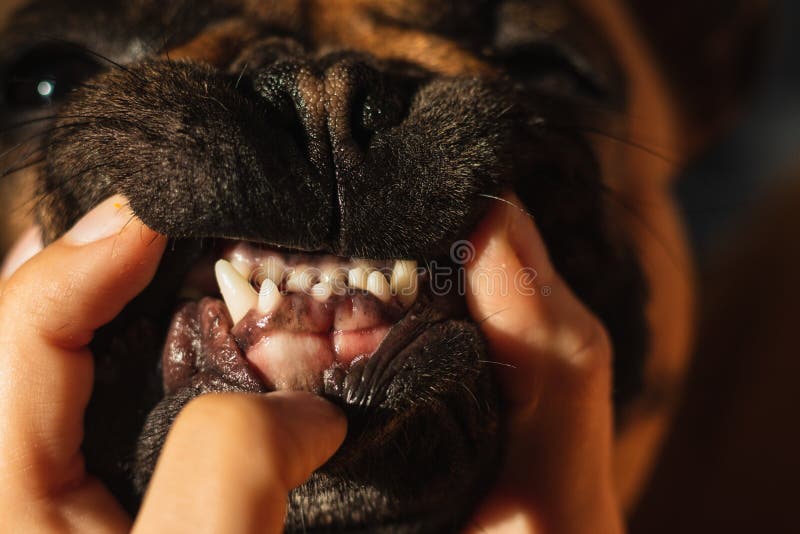 20 HQ Photos French Bulldog Teeth Cleaning : French Bulldog Found Suffering With Multiple Problems Including An Inverted Tail Mayhew