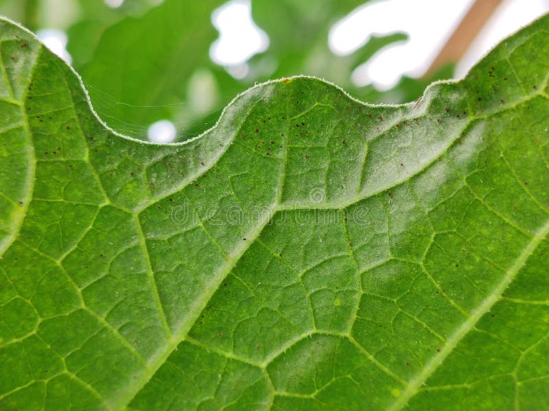 Melon Green Leaf Has Destroyed by Powdery Mildew Stock Image Image of