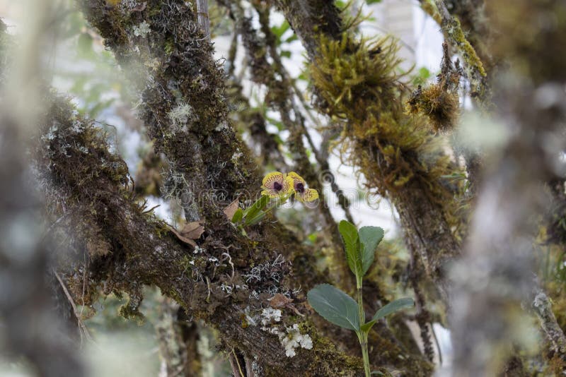 Close up to a two yellow orchid Telipogon Yolandea specimen growin up over an old mossy tree with blurred nature at background