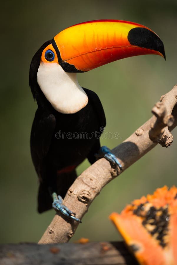 Close-up of toco toucan eyeing papaya half