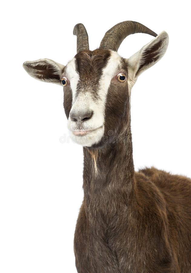 Goat hair pheromone puts female goats in the mood, say goat-arousal experts  - CSMonitor.com