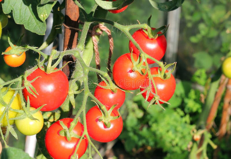 Close up of tomatoes ripe on the vine.