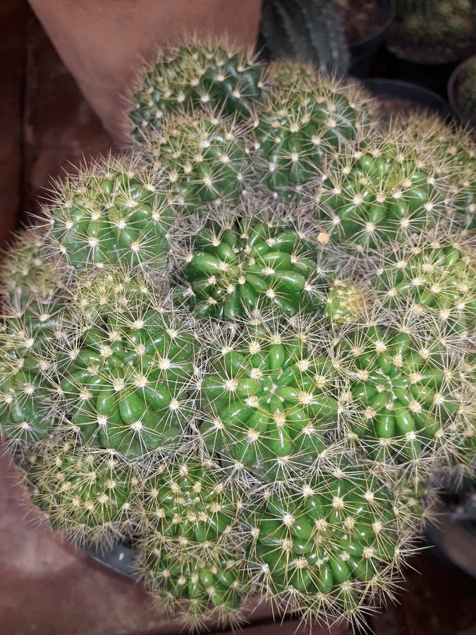 Close-up Top view of Barrel cactus plant& x28;Acanthocalycium violaceum& x29