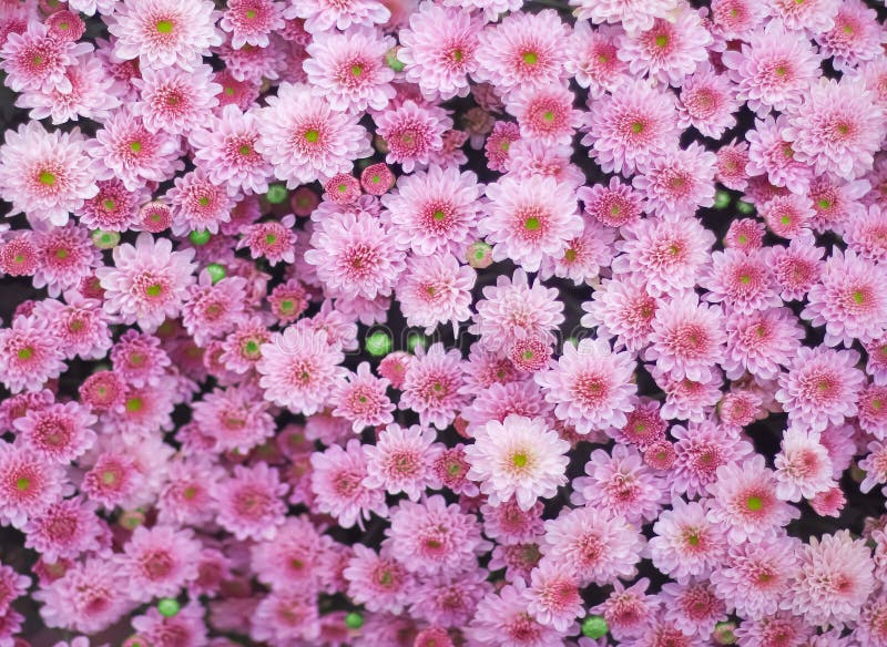 Top view huge colorful pink chrysanthemum flowers group blooming in garden stock photo Top view huge colorful pink chrysanthemum flowers group blooming in garden stock photo