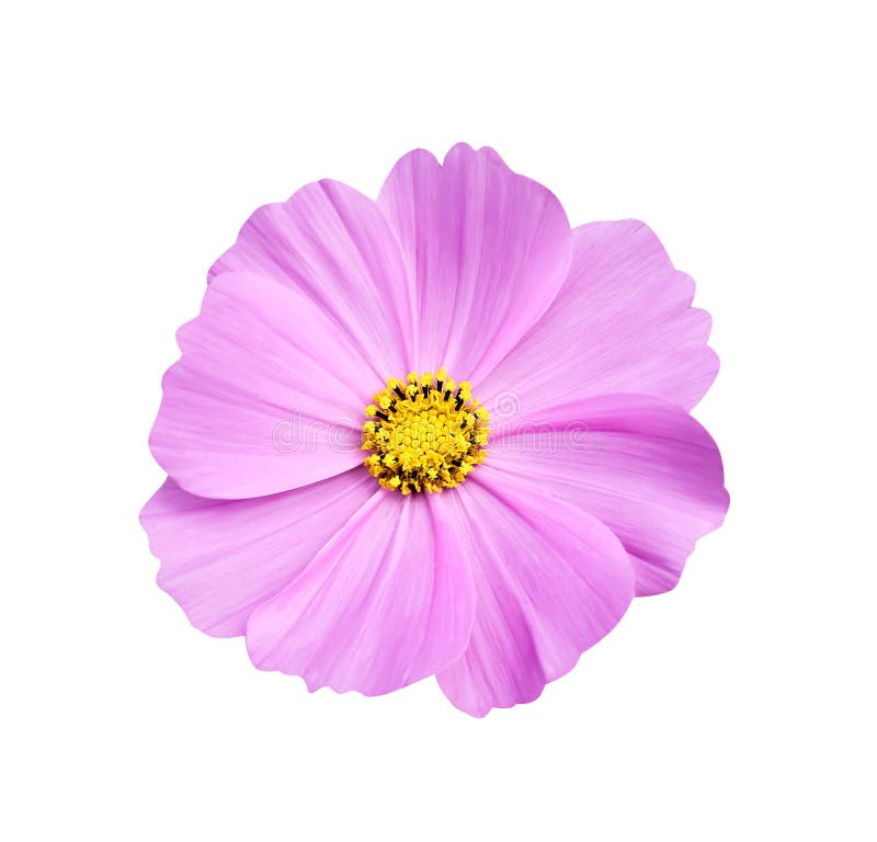 Top view nature colorful bright pink or purple cosmos flowers with yellow pollen patterns blooming isolated on white background royalty free stock photos Top view nature colorful bright pink or purple cosmos flowers with yellow pollen patterns blooming isolated on white background royalty free stock photos