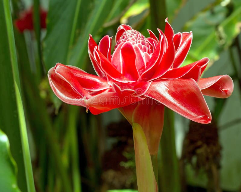 Close Up of Torch Ginger Flower Stock Image Image of floral, bloom