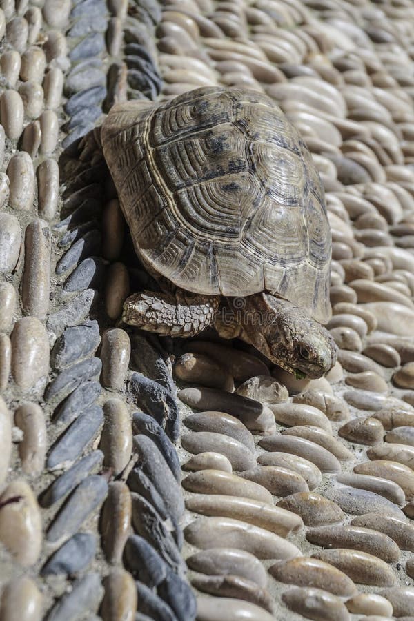 Close Up of a Tortoise Eating a Green Leaf Stock Image Image of