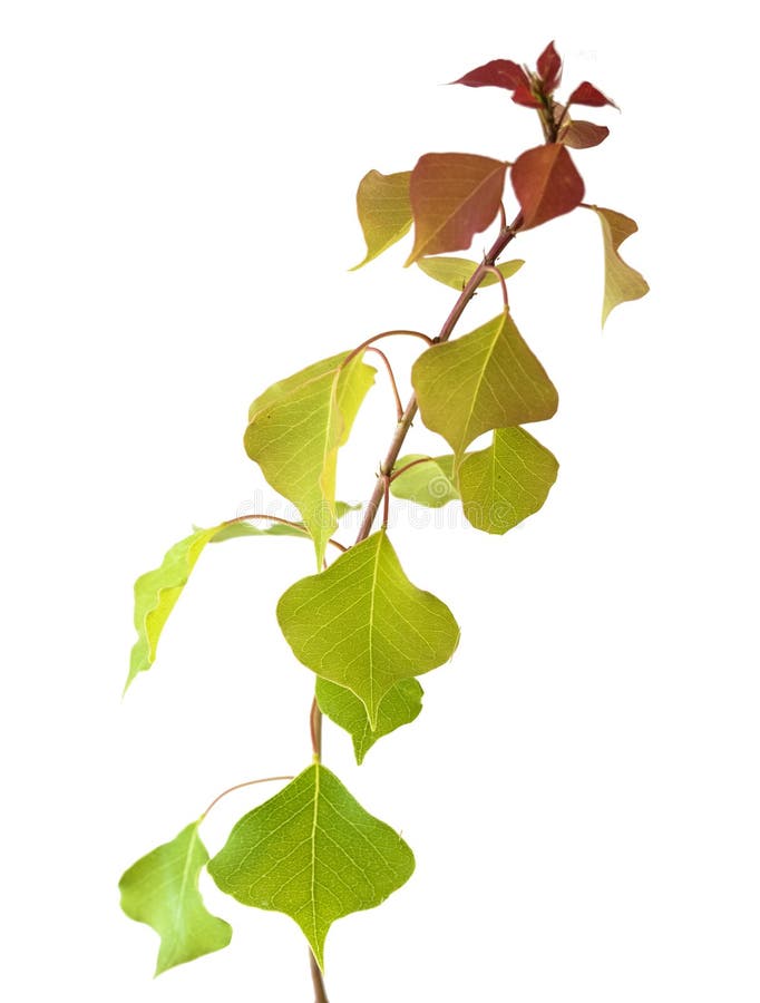 Tree branch stock image. Image of