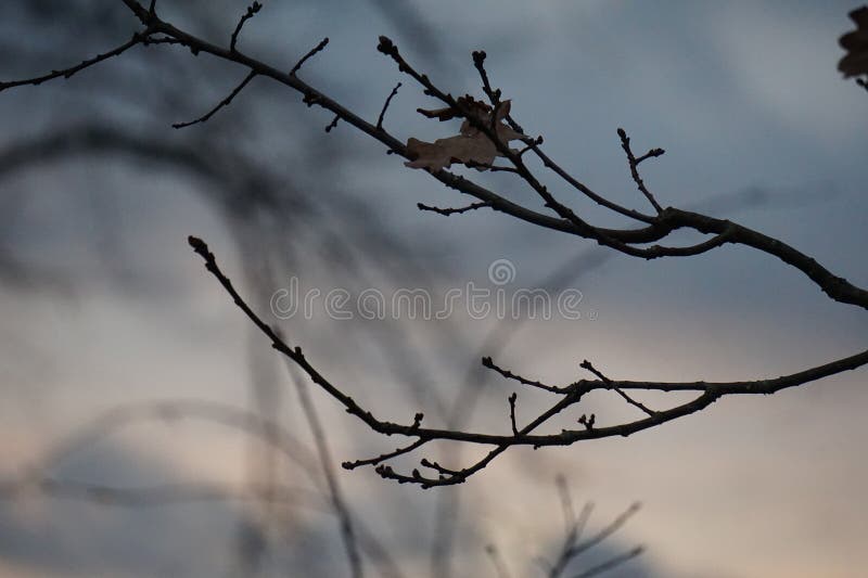 Close Up of a Tree Branch
