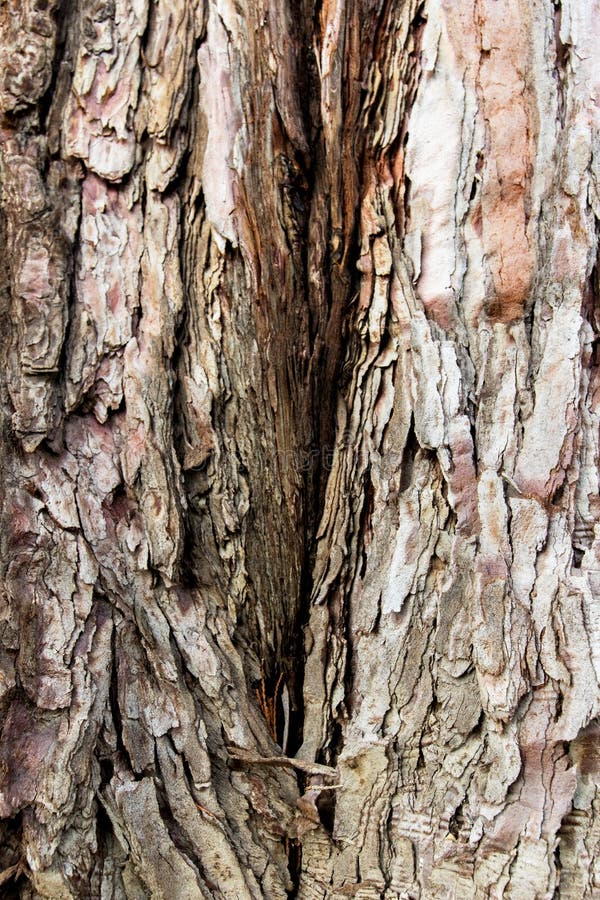 Close Up of a Tree. Brown Tree Bark, Bark Texture Stock Photo Image