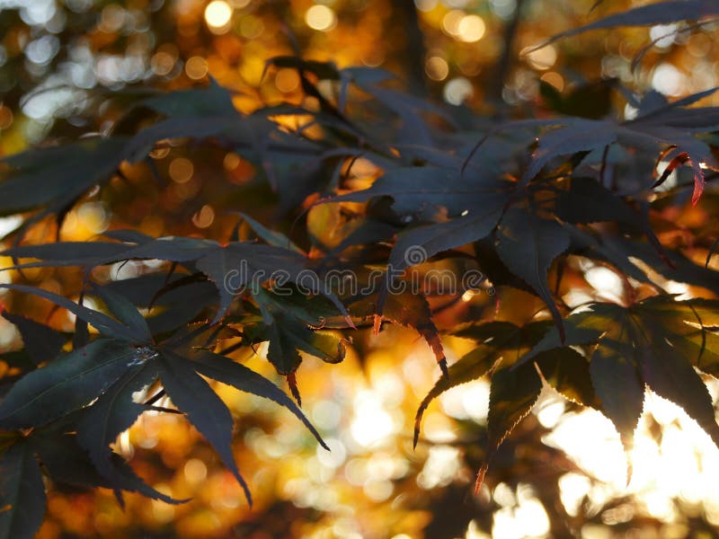 Japanese maple in sunset royalty free stock images Japanese maple in sunset royalty free stock images