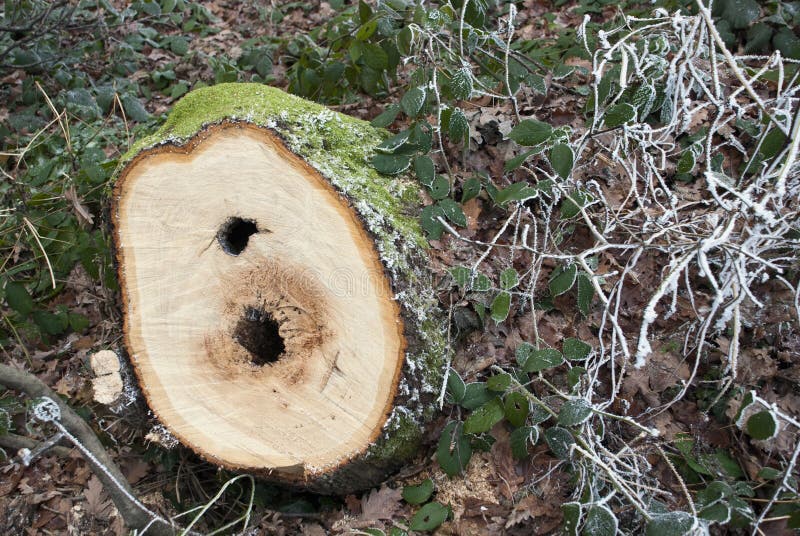 Close up of Tree Rings on Felled Stump