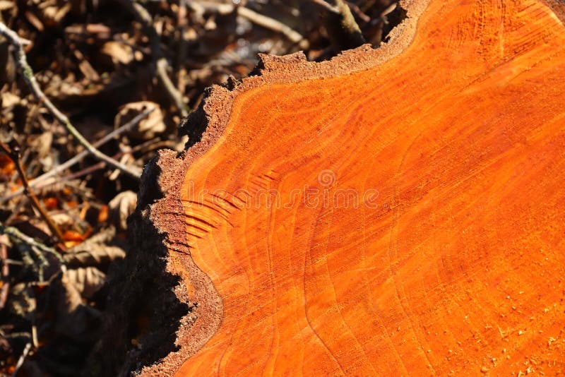Tree stump of a freshly felled alder with its orange colored wood