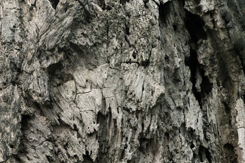 Close up of tree trunk background, texture of dark bark wood with old natural pattern for design art work