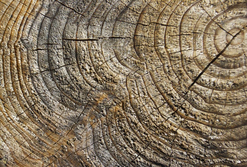 Close up of tree trunk