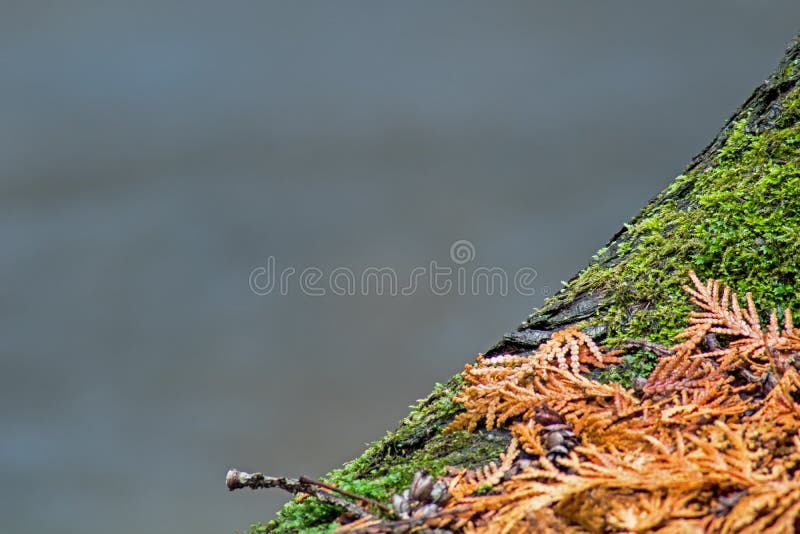 Close-up Tree Trunk With River In Background royalty free stock photos Close-up Tree Trunk With River In Background royalty free stock photos