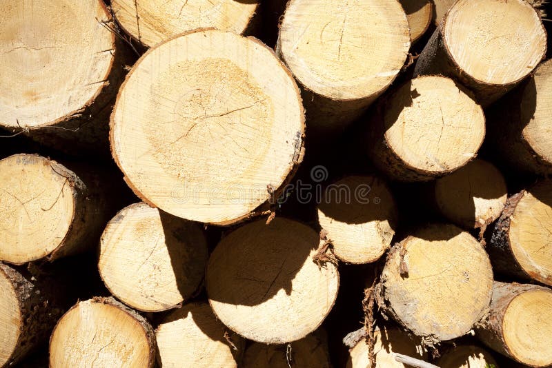 Close up of tree trunk stack.