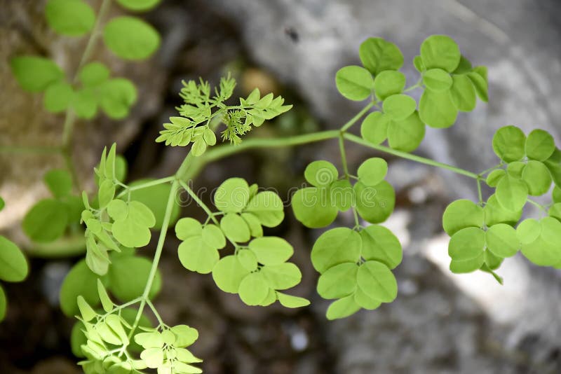 Closeup Tropical Green Plants in the Philippines Stock Image Image of flower, grass 156918045