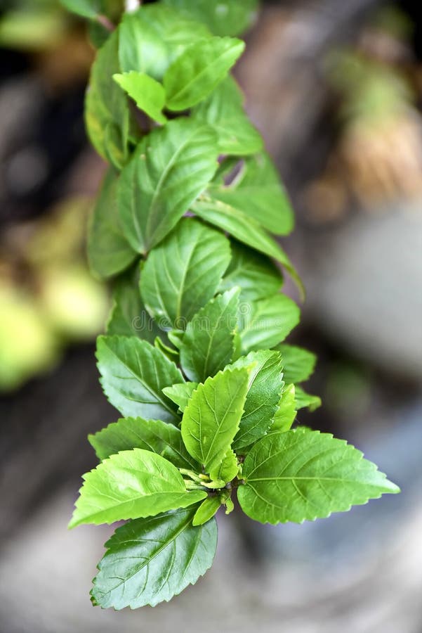 Closeup Tropical Green Plants in the Philippines Stock Photo Image of foliage, growth 156918210