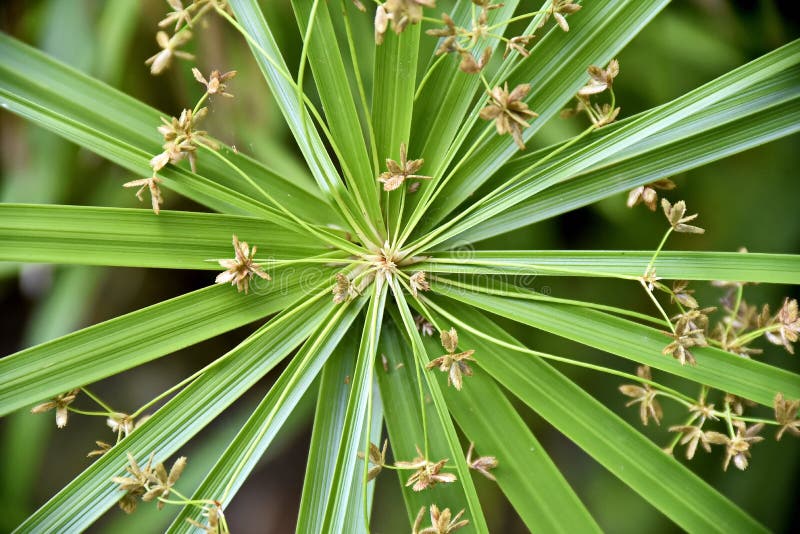 Closeup Tropical Green Plants in the Philippines Stock Photo Image