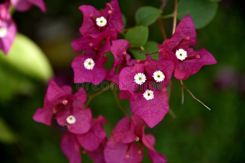 Closeup Tropical Green Plants in the Philippines Stock Photo Image