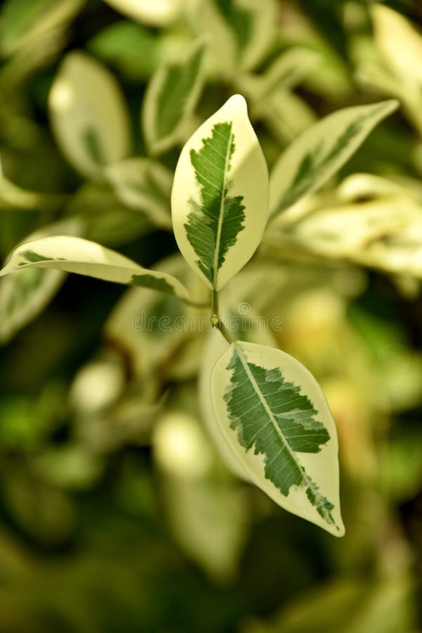 Closeup Tropical Green Plants in the Philippines Stock Photo Image