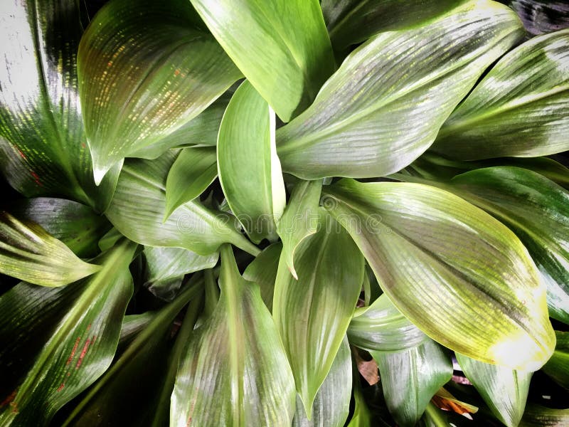 Close up tropical nature green leaf texture background. Vintage tone filter color style...