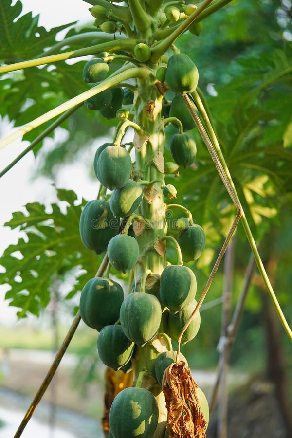 Vietnam papaya tree stock photo. Image of tropical, papaya 17329382