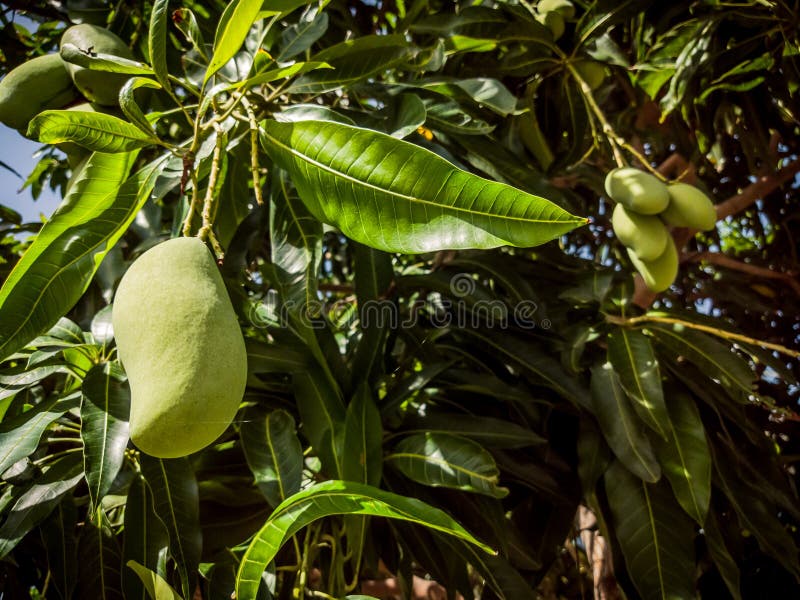 Close-up Of Tropical Raw Mango Hanging On Tree With Leaf In Garden Orchard. Green Bunch Of Mangifera Indica. Fruit Field