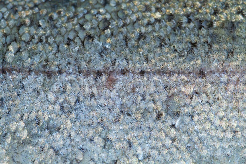 Closeup of Trout Fish Scales. Background Stock Photo Image of skin, abstract 254044240