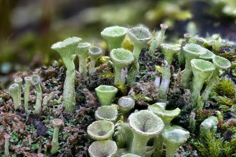 Close up of the trumpet lichen Cladonia fimbriata between stone flowers on a rock