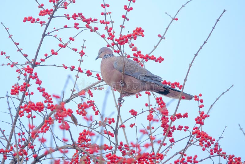 Turtledove