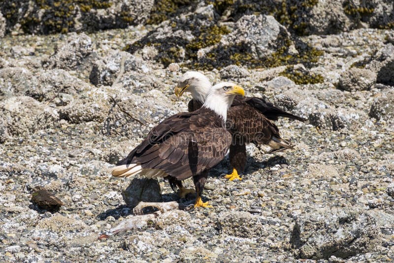 1,346 Two Eagles Photos - Free & Royalty-Free Stock Photos from Dreamstime
