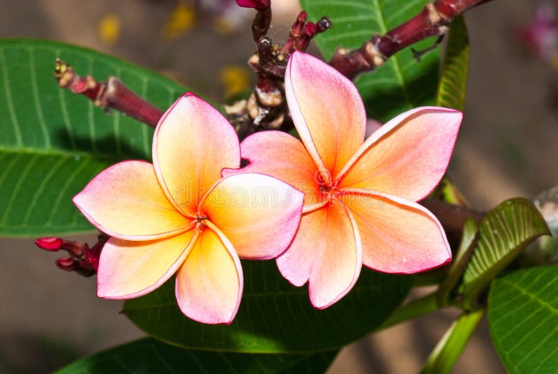 Close-up of two beautiful pink plumeria