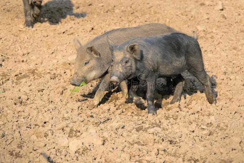 Black pig stock photo. Image of farm, breed, pigsty 191854600
