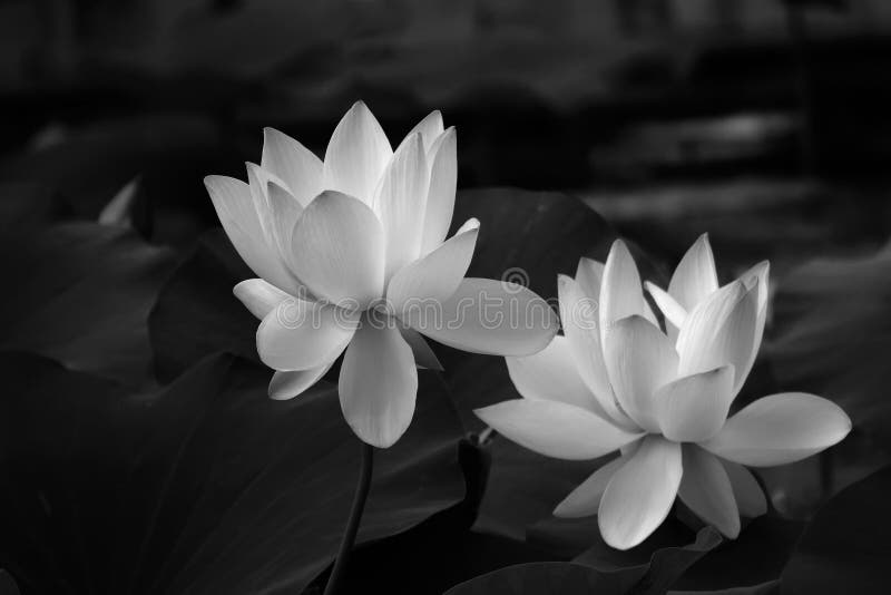 Black & White Lotus Flower Stock Image - Image of white, plant: 188496003