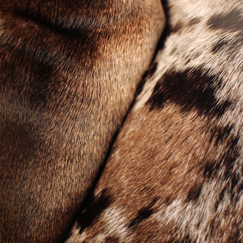 Close Up of Two Dogs Fur Pattern, Top View Stock Photo Image of brown