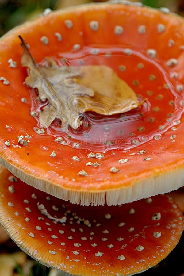 A close-up of two fly mushrooms in the autumn